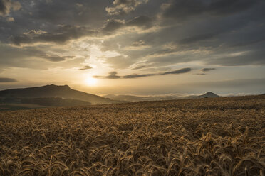 Germany, Constance district, barley field at Hegau with Hohenstoffeln in the background by sunset - ELF01860