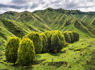 Neuseeland, Nordinsel, Region Manawatu-Wanganui, Landschaft - STSF01273