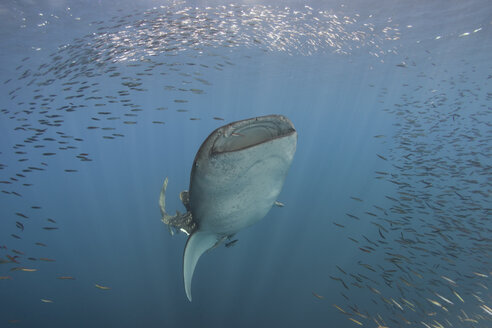 Indonesien, Papua, Cenderawasih Bay, Walhai und Fischschwarm - TOVF00089