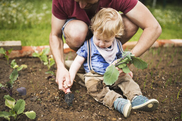 Father with his little son in the garden planting seedlings - HAPF02004