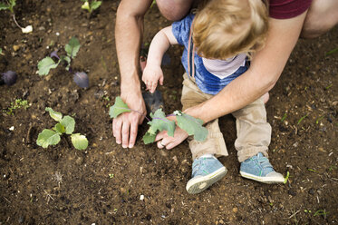 Father with his little son in the garden planting seedlings - HAPF02006