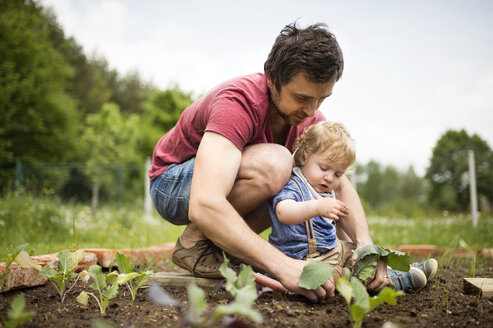 Vater mit seinem kleinen Sohn im Garten beim Pflanzen von Setzlingen - HAPF02007