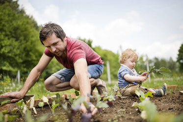 Vater mit seinem kleinen Sohn im Garten beim Pflanzen von Setzlingen - HAPF02008