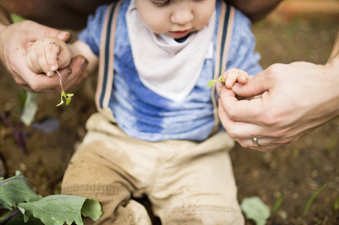 Father with his little son in the garden planting seedlings stock photo