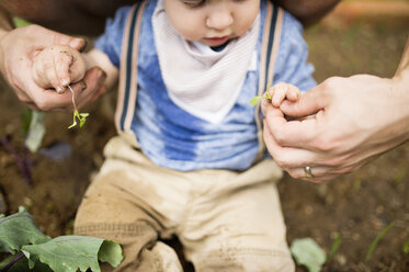 Father with his little son in the garden planting seedlings - HAPF02009