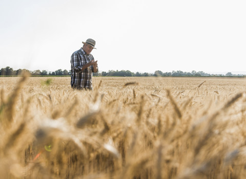 Ein älterer Landwirt prüft auf einem Feld die Ähren, lizenzfreies Stockfoto