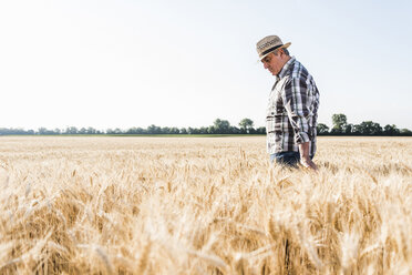 Senior farmer in a field examining ears - UUF11169