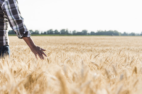 Senior farmer in a wheat field, partial view stock photo