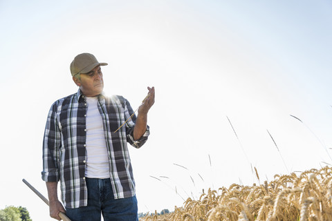 Ein älterer Landwirt prüft auf einem Feld die Ähren, lizenzfreies Stockfoto