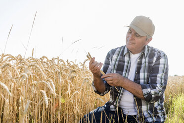 Senior farmer in a field examining ears - UUF11186