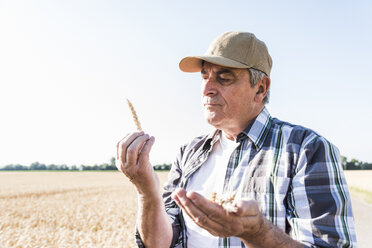 Ein älterer Landwirt prüft auf einem Feld die Ähren - UUF11187