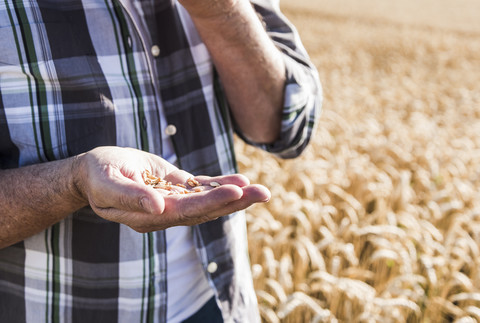 Die Hand eines älteren Landwirts hält Weizenkörner, Nahaufnahme, lizenzfreies Stockfoto