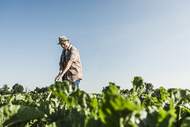 Glücklicher älterer Landwirt bei der Arbeit auf einem Feld - UUF11201