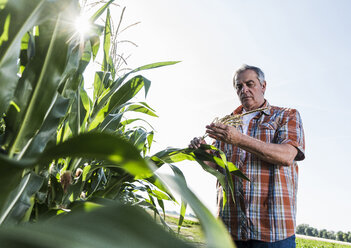 Senior farmer in a field examining maize plant - UUF11202