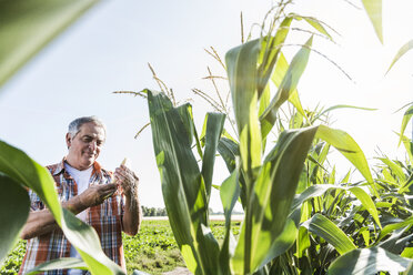 Senior farmer in a field examining maize plant - UUF11203