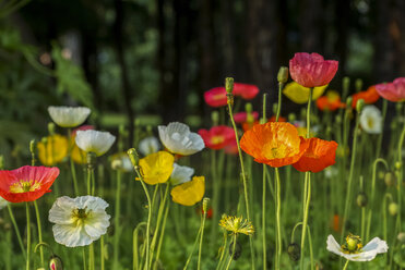 Mohnblumen auf einer Wiese - PUF00659