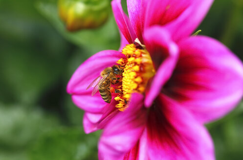 Honigbiene an Dahlie - JTF00833