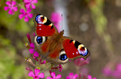 Europäischer Pfau, lizenzfreies Stockfoto