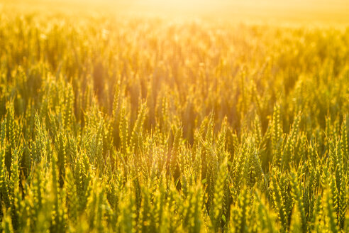 Weizenfeld bei Sonnenuntergang - SMAF00771