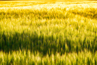 Field of barley - SMAF00772