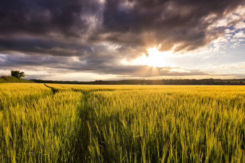 Großbritannien, Schottland, East Lothian, Gerstenfeld bei Sonnenuntergang - SMAF00774