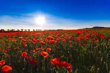 Poppy field at sunlight - SMAF00783