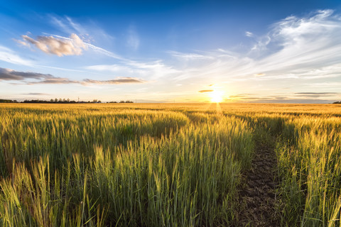 Field of barley at sunset stock photo