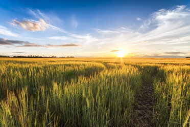 Gerstenfeld bei Sonnenuntergang - SMAF00787