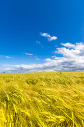 Barley field - SMAF00795