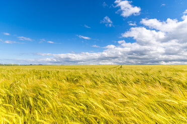 Barley field - SMAF00796