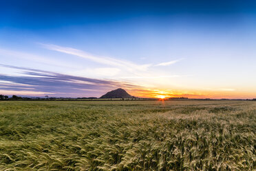 Großbritannien, Schottland, North Berwick, Gerstenfeld bei Sonnenuntergang - SMAF00797