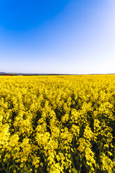 Rape field - SMAF00804