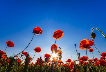 Poppy field at sunlight - SMAF00805