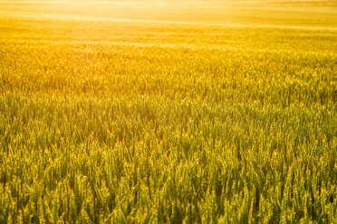 Weizenfeld bei Sonnenuntergang - SMAF00809