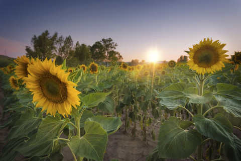 Sonnenblumenfeld bei Sonnenuntergang, lizenzfreies Stockfoto