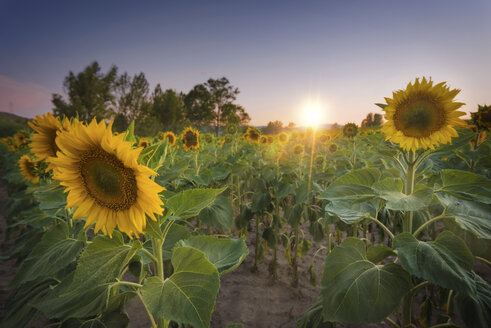 Sunflower field at sunset - DHCF00111