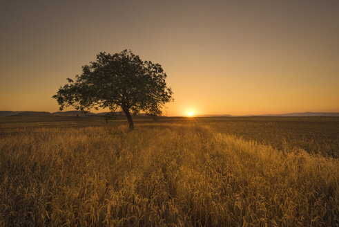Einsamer Baum bei malerischem Sonnenuntergang - DHCF00112