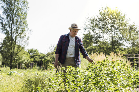 Älterer Mann im Garten, der Pflanzen untersucht, lizenzfreies Stockfoto