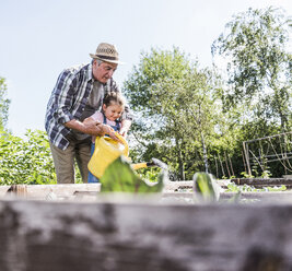 Grandfather and granddaughter in the garden watering plants - UUF11312