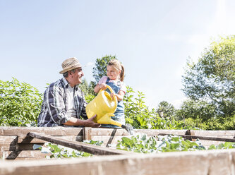 Großvater und Enkelin im Garten beim Gießen von Pflanzen - UUF11314