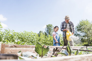 Grandfather and granddaughter in the garden watering plants - UUF11315
