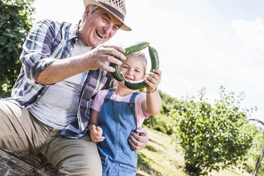 Happy grandfather and granddaughter holding cucumbers in the garden - UUF11323