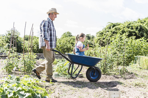 Grandfather pushing wheelbarrow with granddaughter in the garden stock photo