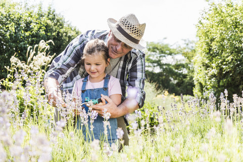 Großvater und Enkelin im Lavendelfeld, lizenzfreies Stockfoto