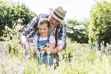 Grandfather and granddaughter in lavender field - UUF11327