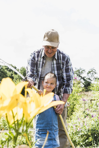 Grandfather and granddaughter in the garden watering plants stock photo