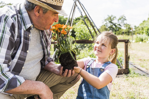 Großvater und Enkelin im Garten mit Blume, lizenzfreies Stockfoto