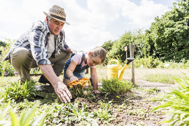 Grandfather and granddaughter in the garden examining flowers - UUF11334