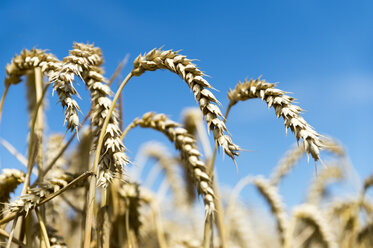 Ears of wheat against blue sky - FRF00533