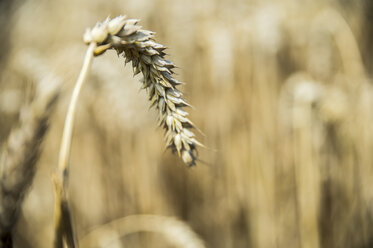 Ear of wheat - FRF00534